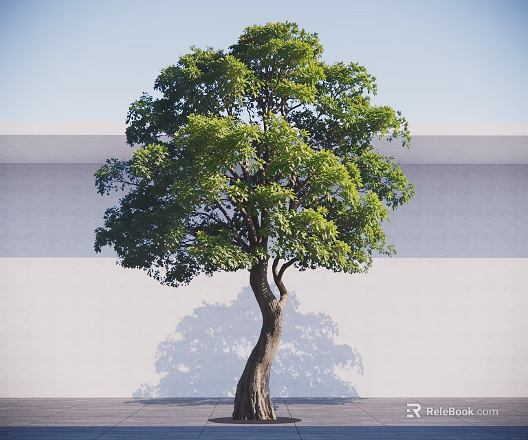 Arbor With Bent Trunk Lush Green Leaves And Shadow On White Wall 3d model 