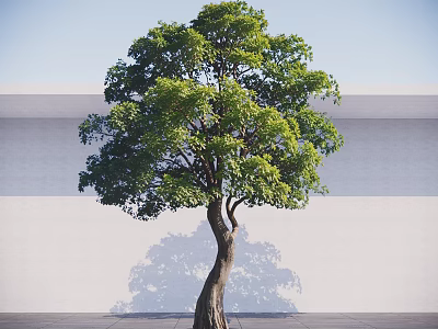 Arbor With Bent Trunk Lush Green Leaves And Shadow On White Wall 3d model