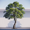 Arbor With Bent Trunk Lush Green Leaves And Shadow On White Wall