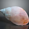 Pastel Pink Blue Seashell With Orange Patches On Shiny Black Surface Against Gradient Gray Background