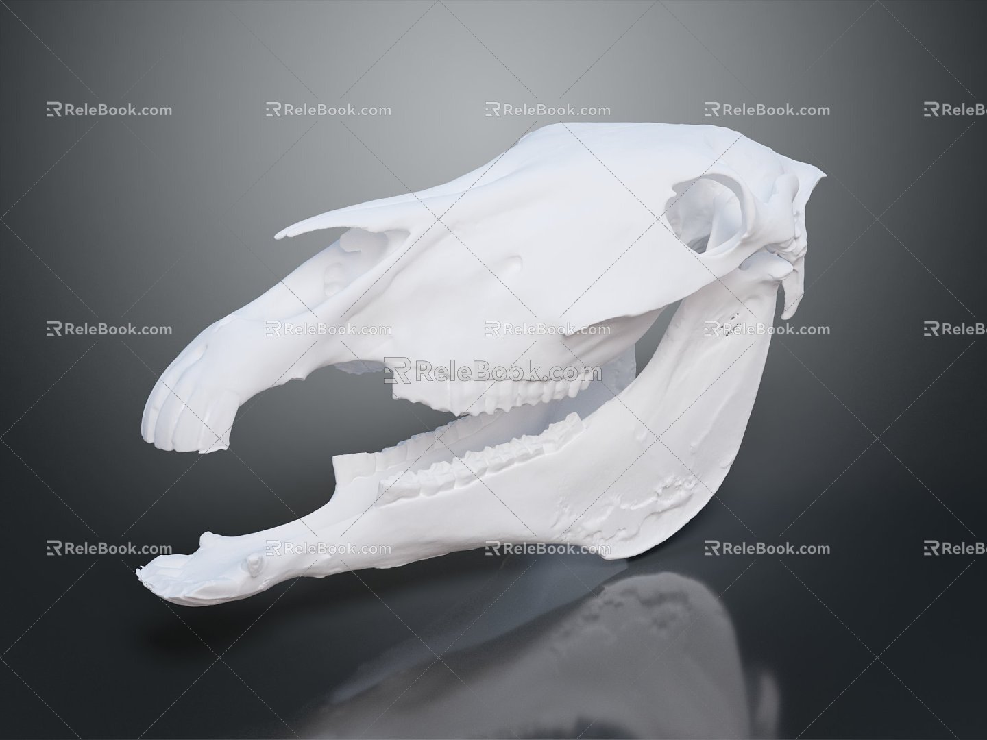 Modern Skull Animal Skull Skull Fossil Skeleton Animal Skeleton 3d model