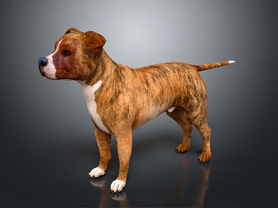 Brown And White Brindle Dog Standing On Dark Background With Shiny Fur 3d model