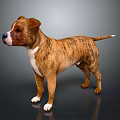 Brown And White Brindle Dog Standing On Dark Background With Shiny Fur