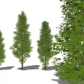 Two Tall Arbor Trees With Vibrant Green Foliage And Healthy Growth