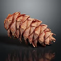 Brown Textured Pine Cone Plant Surface Details Close Up Studio High Definition 3d model
