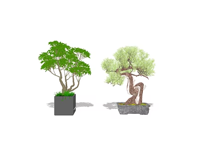 Decorative Bonsai Plants With Green Foliage And Curved Trunks In Square And Stone Pots 3d model