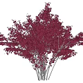Ornamental Tree with Dark Red Leaves Growing on Circular Green Lawn
