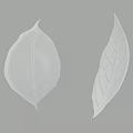 Green Leaves With Visible Veins And Natural Texture On Gray Background