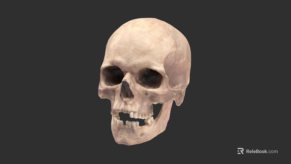 Detailed Human Skull Anatomical Structure With Eye Sockets Teeth Isolated On Dark Background 3d model 