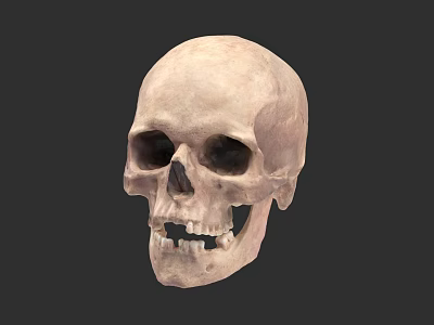 Detailed Human Skull Anatomical Structure With Eye Sockets Teeth Isolated On Dark Background 3d model