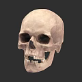 Detailed Human Skull Anatomical Structure With Eye Sockets Teeth Isolated On Dark Background