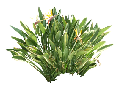 Lush Green Tropical Plants With Yellow Red Flowers And Long Leaves 3d model
