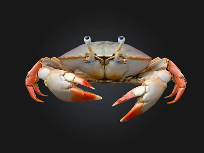 Close Up View Of Orange White Crab With Large Eyes And Claws On Black Background 3d model