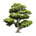 Various Bonsai Trees Collection With Different Shapes And Styles For Garden Design
