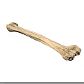 Human Skeletal Bone Organ With Detailed Texture On White Background