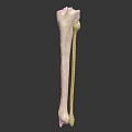 Human Leg Bone Model Showing Tibia And Fibula In White With Dark Background 3d model