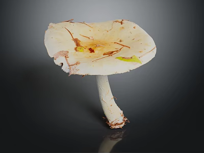 Fresh White Mushroom Vegetable Featuring Cap with Brown Spots and Yellow Fragments on Dark Background 3d model