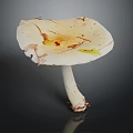 Fresh White Mushroom Vegetable Featuring Cap with Brown Spots and Yellow Fragments on Dark Background