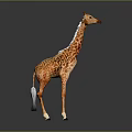 Spotted Giraffe With Long Neck Standing On Gradient Gray Black Background With Ground Reflection 3d model