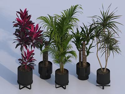 Indoor Potted Plants With Green Red Leaves In Black Pots On Metal Stands 3d model