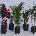 Indoor Potted Plants With Green Red Leaves In Black Pots On Metal Stands