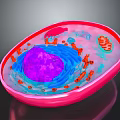 3D Biological Organ Cell Model Showing Hair Follicle Components And Colorful Organelles