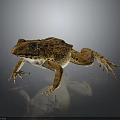Brown Spotted Frog With Detailed Skin Sitting On Smooth Dark Background With Reflection
