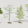 arbor trees 3d model