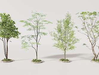 arbor trees 3d model