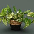 Lush Variegated Leaf Plant With Green And White Leaves In Woven Basket