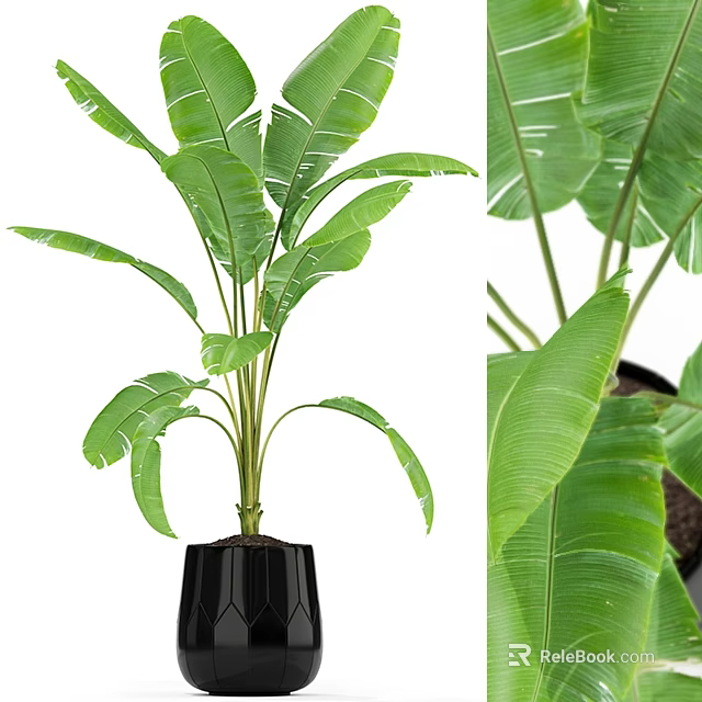 Indoor Garden Decor With Banana Plant Large Green Leaves In Black Geometric Pot 3d model 