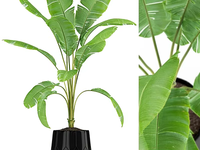 Indoor Garden Decor With Banana Plant Large Green Leaves In Black Geometric Pot 3d model