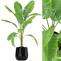 Indoor Garden Decor With Banana Plant Large Green Leaves In Black Geometric Pot