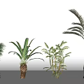 Different Types of Arbor Trees With Various Leaf Shapes And Trunk Structures