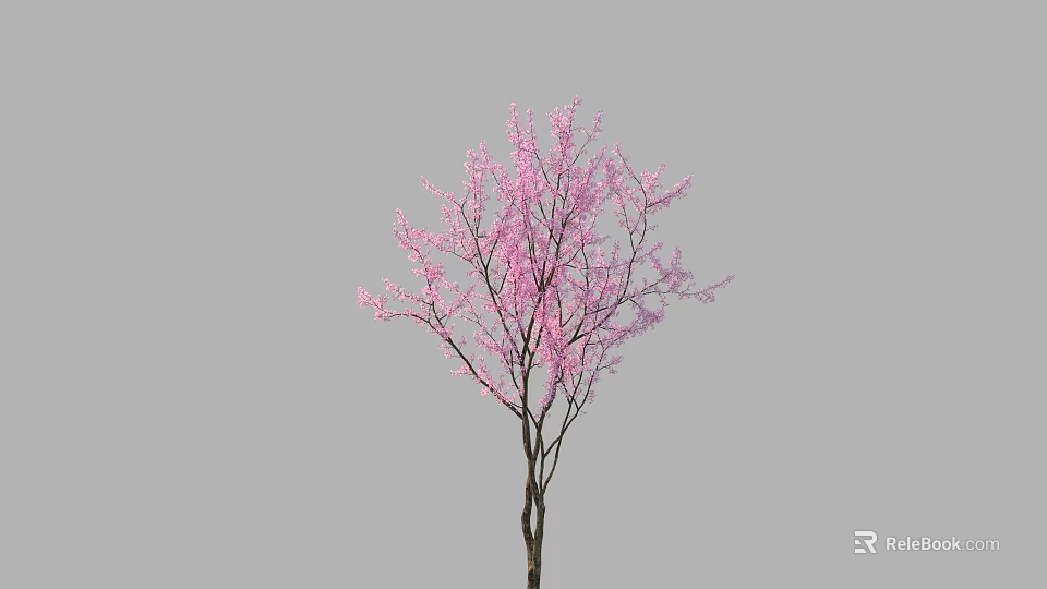 Tall Ornamental Arbor with Pink Blossoms and Slender Dark Trunk Against Gray Background 3d model 