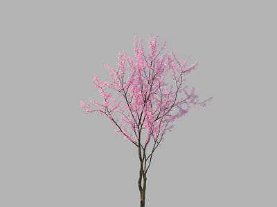 Tall Ornamental Arbor with Pink Blossoms and Slender Dark Trunk Against Gray Background 3d model