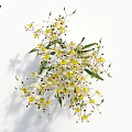 Delicate Small White and Yellow Flowers with Green Leaves and Slender Stems on White Background