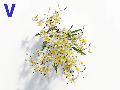 Delicate Small White and Yellow Flowers with Green Leaves and Slender Stems on White Background 3d model