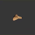 Brown Moth With Textured Spread Wings On Dark Gradient Background