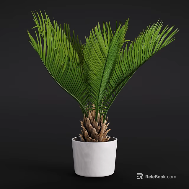 Lush Green Cycad Potted Plant With White Ceramic Pot And Dark Background 3d model 