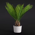 Lush Green Cycad Potted Plant With White Ceramic Pot And Dark Background