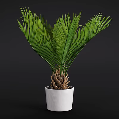 Lush Green Cycad Potted Plant With White Ceramic Pot And Dark Background 3d model