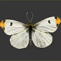 Modern Butterfly Colored Butterfly Tabby Butterfly Leaf Butterfly 3d model
