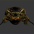 Shiny Brown Beetle With Textured Body Green Legs And Reflective Surface