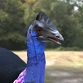 Flying Animal With Black Feathers Blue Neck And Pink Throat Standing On Grassland