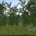 Garden Landscape With Tall Palm Trees Other Green Plants And Grassland Under Blue Sky