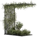 Lush Green Vines Growing On Wooden Lattice For Natural Garden Decor