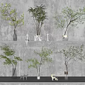 Bonsai Plants With Green Leaves On Interior Shelf For Modern Home Decor