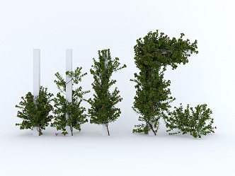 Modern Vine Climbing Vine Plant Garden Plant Wall Vine 3d model