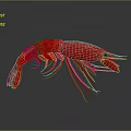 Realistic Red Shrimp 3D Rendered On Gray Background With Reflection 3d model
